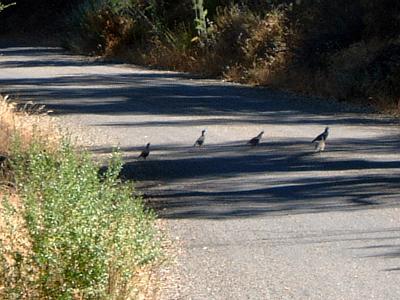 Quail